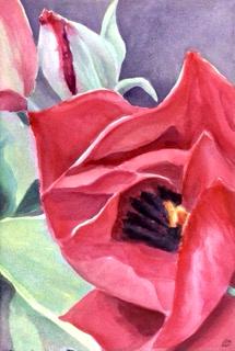 Red Tulip Closeup