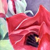 Red Tulip Closeup