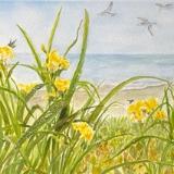Wild Coastal Iris