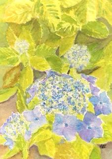 Lacecap Hydrangea 