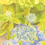 Lacecap Hydrangea 